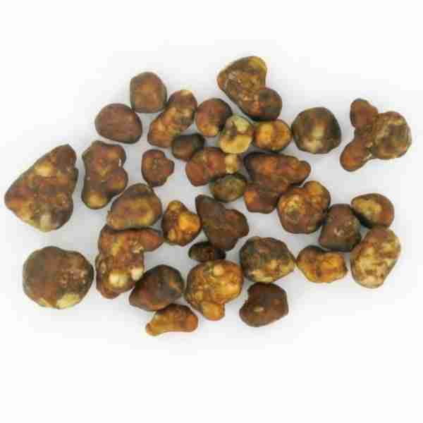 Truffles Magical Hollandia Dried Spiritual - Microdose and Ceremony
