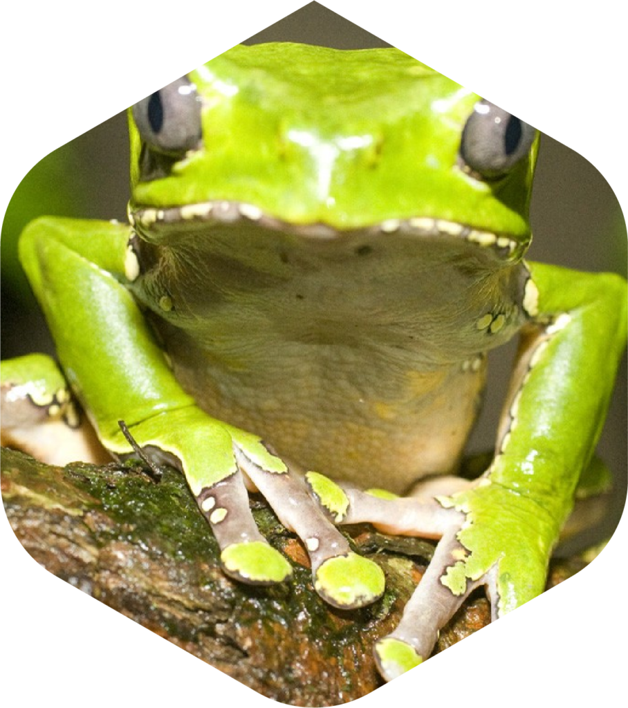 Kambo Scoop Stick Double Super Detoxifying Peru Amazonia